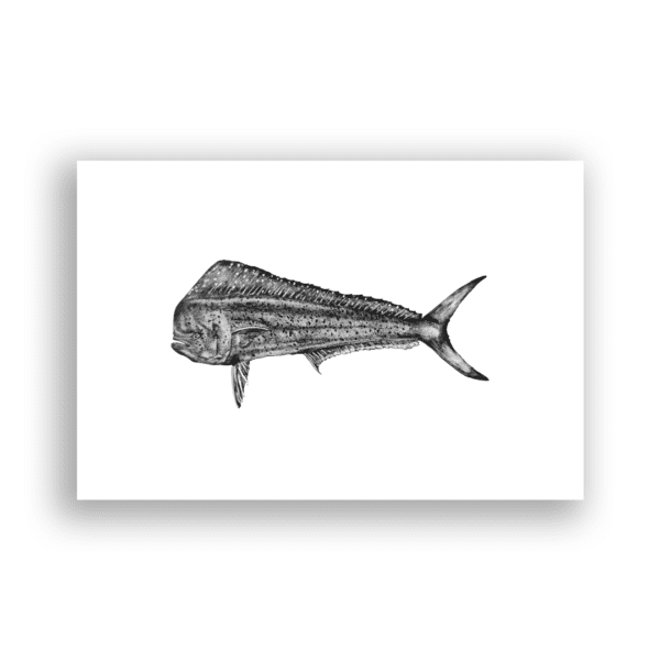 Print Dorado (Mahi Mahi) - Image 2