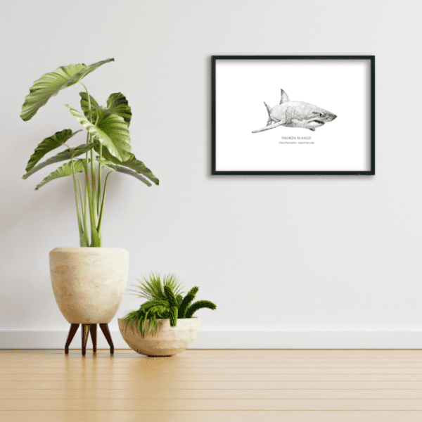 Print Tiburón Blanco Living Room